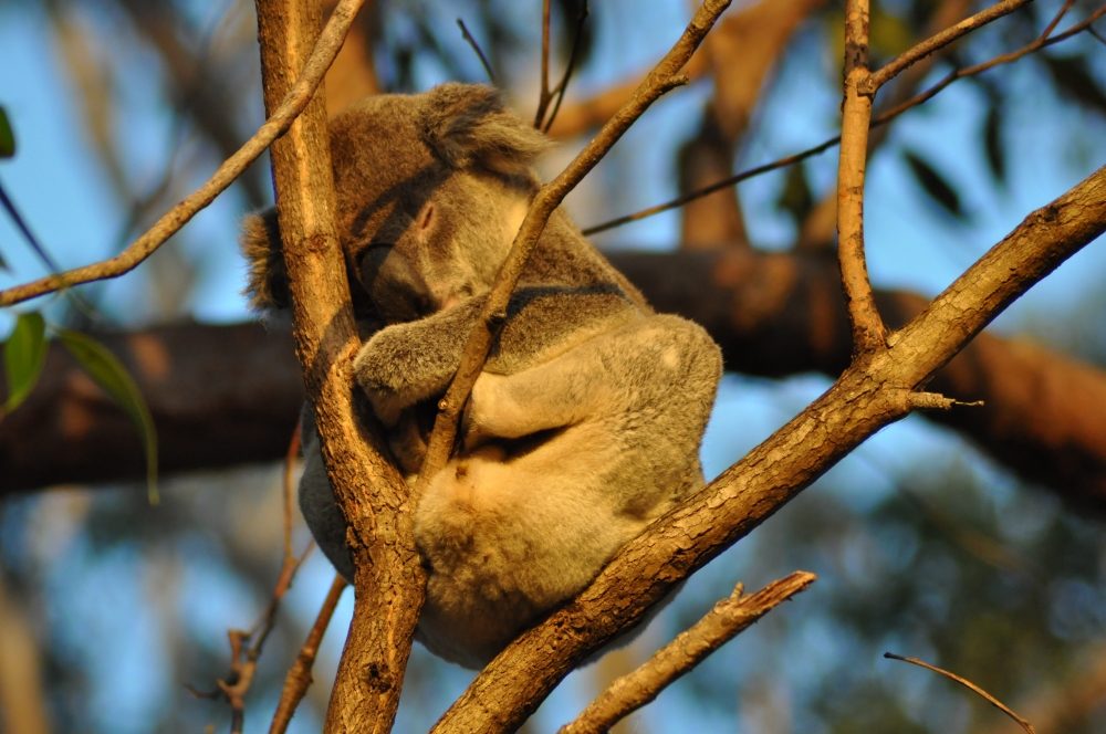 Koala śpi na drzewie 