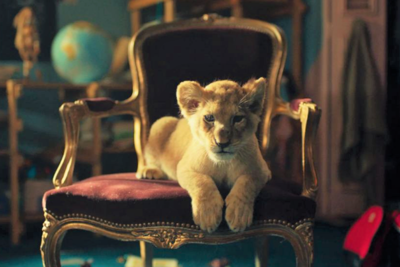 Kadr z filmu King: mój przyjaciel lew