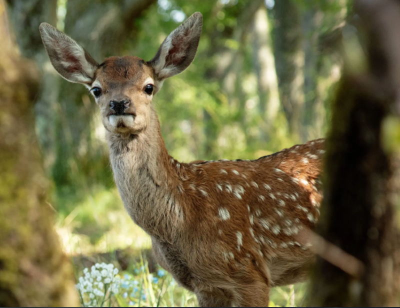 Kadr z filmu Bambi. Opowieść leśna