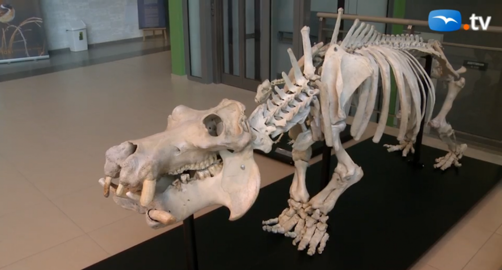 Szkielet hipopotama na Wydziale Biologii UG