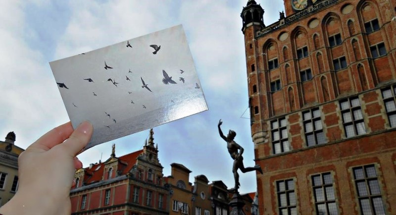 Zdjęcie morza i ptaków na tle fragmentu gdańskiego Głównego Miasta