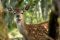 Kadr z filmu Bambi. Opowieść leśna