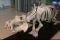 Szkielet hipopotama na Wydziale Biologii UG