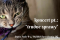 Baner koncertu
