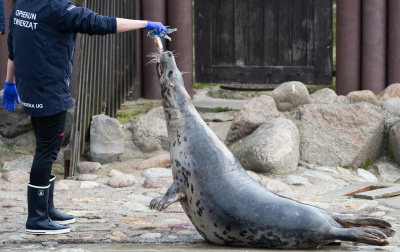 foka w Stacji Morskiej UG w Helu