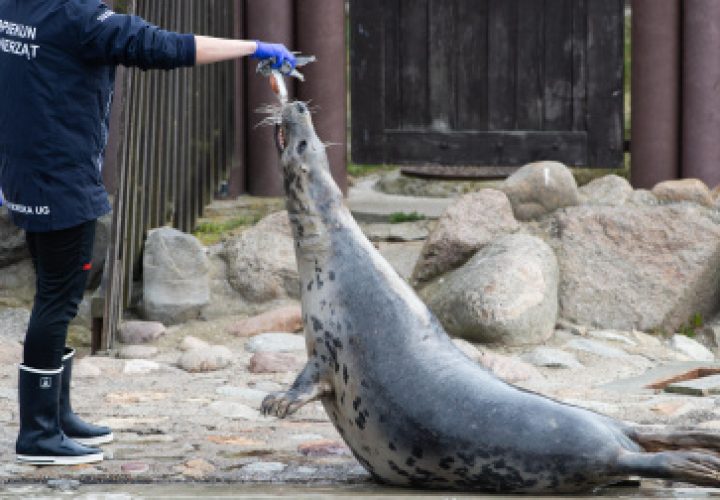 foka w Stacji Morskiej UG w Helu